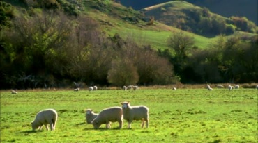 草原牧场放牧牛羊成群美丽风景视频素材