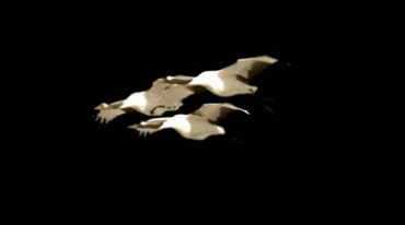 白鹤结队飞翔姿态黑屏抠像特效视频素材
