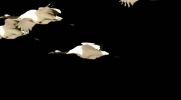 白鹤结队飞翔姿态黑屏抠像特效视频素材