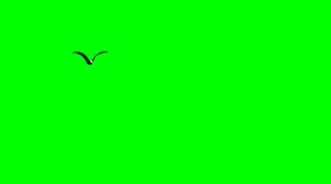 白头老鹰从远处飞来绿屏抠像特效视频素材