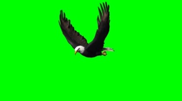 白头老鹰从远处飞来绿屏抠像特效视频素材