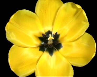 黄色鲜花盛开过程动画镜头前景动态视频素材