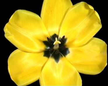 黄色鲜花盛开过程动画镜头前景动态视频素材