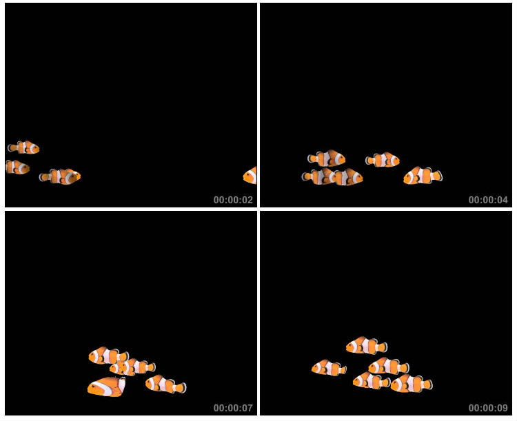 海洋观赏鱼群游动黑屏抠像特效视频素材