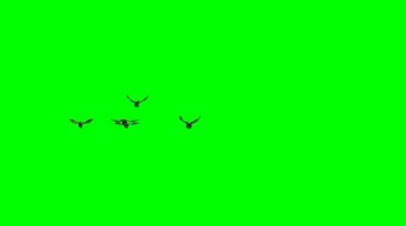 飞鸟绿布抠像特效视频素材