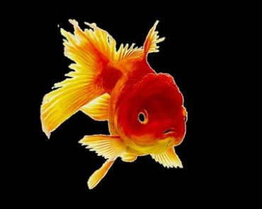 红色金鱼抠像视频素材