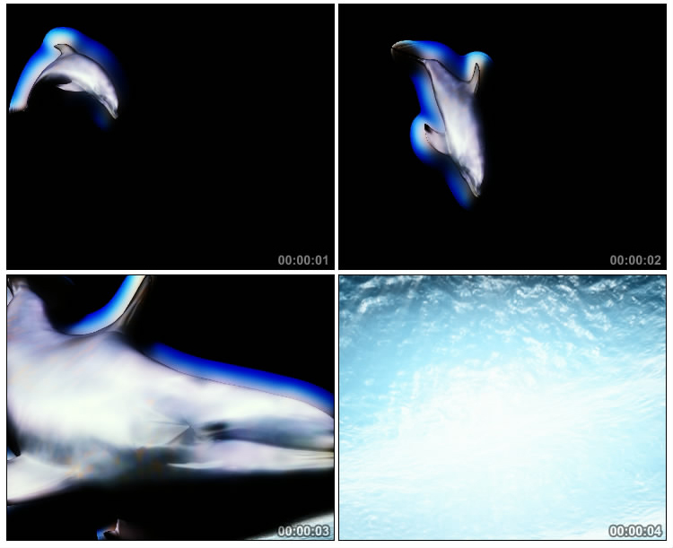 海豚跳入水中视频素材