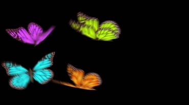 彩色蝴蝶彩蝶飞舞遮罩通道抠像视频素材