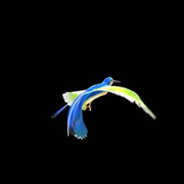 漂亮的五彩飞鸟煽动翅膀彩鸟扇羽毛振翅飞翔视频素材