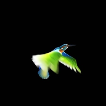 漂亮的五彩飞鸟煽动翅膀彩鸟扇羽毛振翅飞翔视频素材