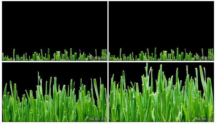 绿色小草植物动态生长黑屏抠像视频素材