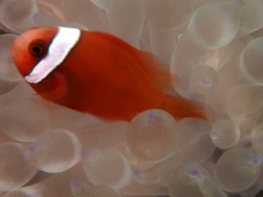 观赏鱼红色小鱼游动钻出来视频素材