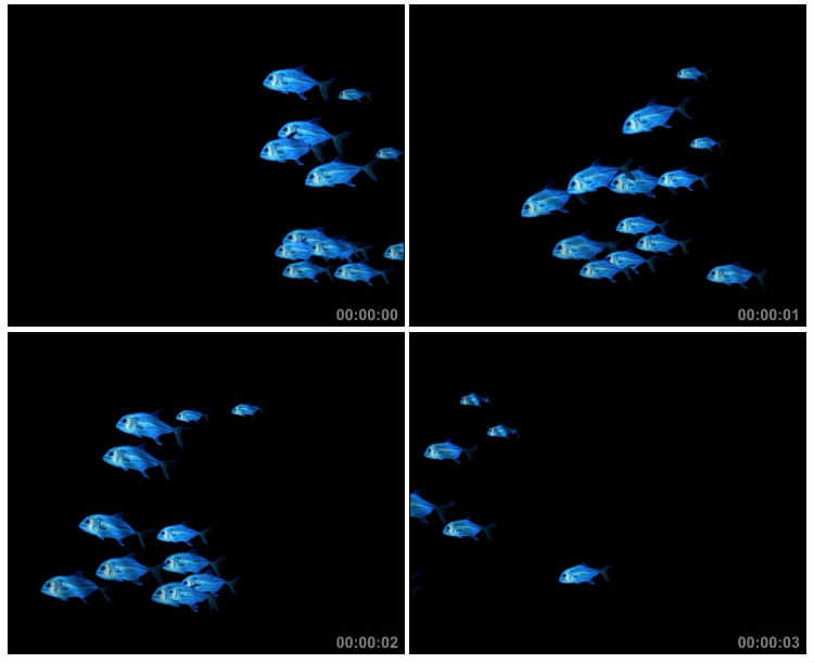 蓝色小鱼观赏鱼成群游动黑屏抠像特效视频素材