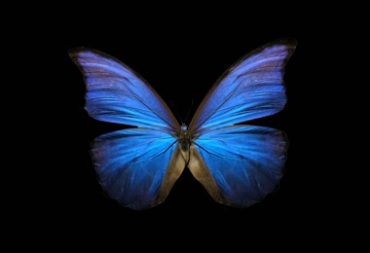 蓝色蝴蝶翅膀视频素材