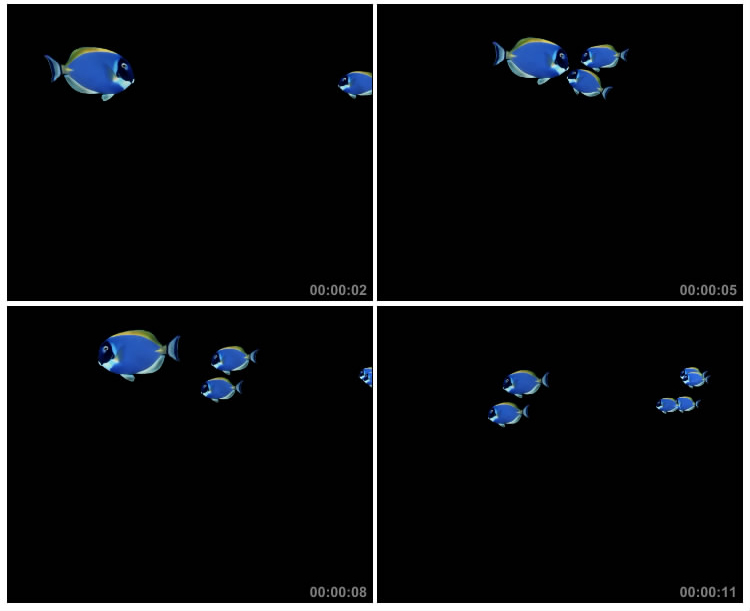 蓝色观赏小鱼游动黑屏抠像视频素材