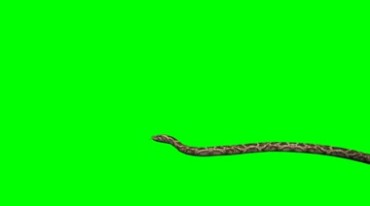 蛇游动带绿色通道抠像视频素材