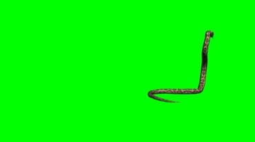 蛇游动带绿色通道抠像视频素材