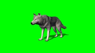 灰狼草原狼走路奔跑绿色通道抠像视频素材