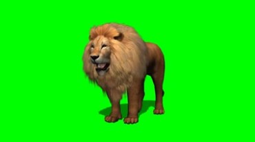 雄狮狮王走路姿态绿屏抠像特效视频素材