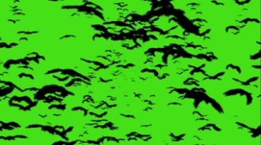 黑蝙蝠成群迎面飞来绿屏抠像特效视频素材