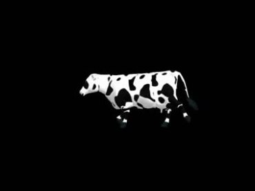 奶牛行走黑屏抠像特效视频素材