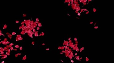 红色花瓣玫瑰花瓣风吹扬起抠像特效视频素材