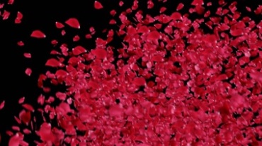 红色花瓣玫瑰花瓣风吹扬起抠像特效视频素材