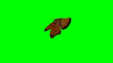 美丽的花蝴蝶飞舞绿幕抠像视频素材
