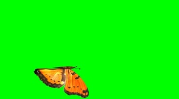 美丽的花蝴蝶飞舞绿幕抠像视频素材
