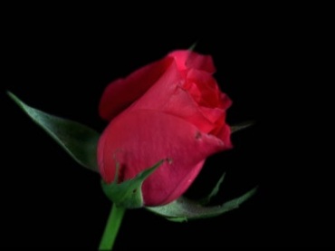 红玫瑰花盛开动画黑屏抠像特效视频素材