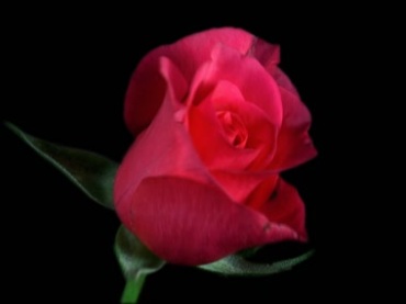 红玫瑰花盛开动画黑屏抠像特效视频素材