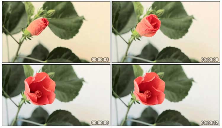红艳艳的花骨朵绽放动画延时摄影视频素材