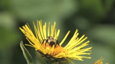 蜜蜂辛勤劳动采蜂蜜视频素材