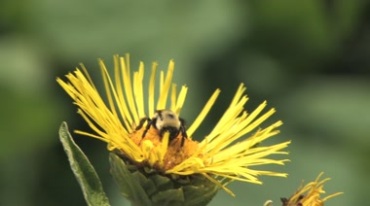 蜜蜂辛勤劳动采蜂蜜视频素材