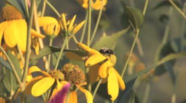 植物黄花蜜蜂采蜂蜜视频素材