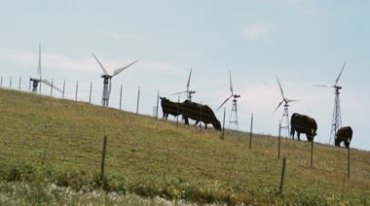高原风能发电风机转动和牦牛构成美丽风景视频素材