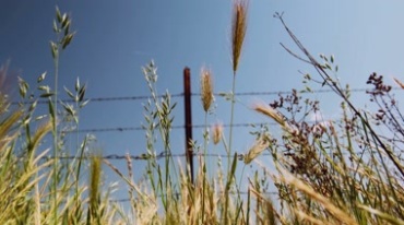 野外野草穗子在风中摇曳晃动视频素材