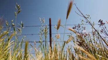 野外野草穗子在风中摇曳晃动视频素材