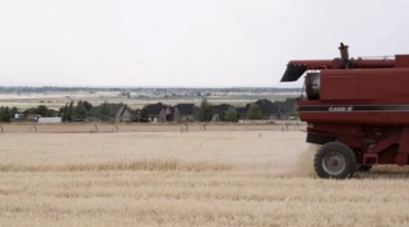 农业机械收割机割麦子视频素材