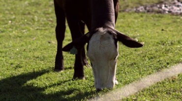 牛在草场上啃草地吃草特写镜头视频素材