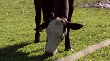牛在草场上啃草地吃草特写镜头视频素材