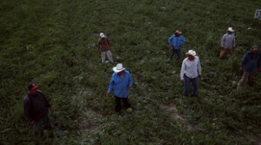 西瓜地里瓜农采摘西瓜丰收视频素材