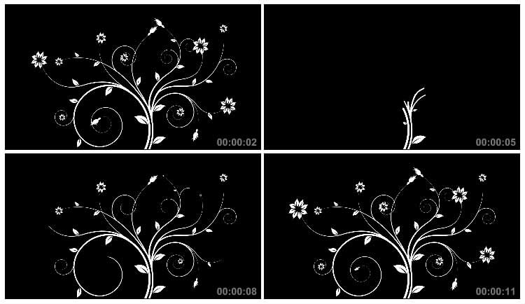 线条枝条花枝花纹开花生长黑白抠像通道特效视频素材