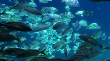 海洋鱼群深海鱼群游动视频素材