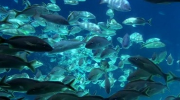 海洋鱼群深海鱼群游动视频素材