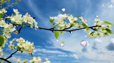 梨花三月尽春晖白色花朵花枝条视频素材