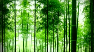 绿色竹林长满竹子视频素材