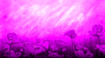 粉色油彩花朵开花油墨花儿盛开视频素材
