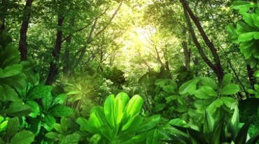 绿色森林空气清新绿意盎然树林视频素材