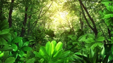 绿色森林空气清新绿意盎然树林视频素材